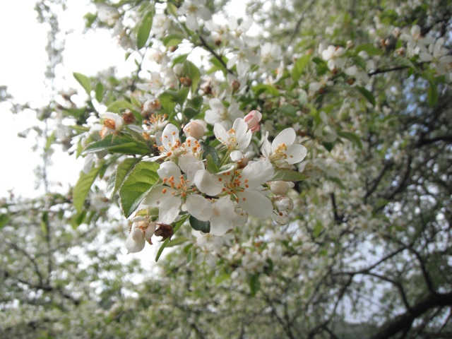 c0190847_18314530.jpg