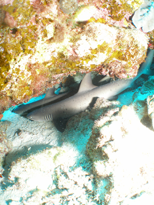 d0065247_20212716.jpg