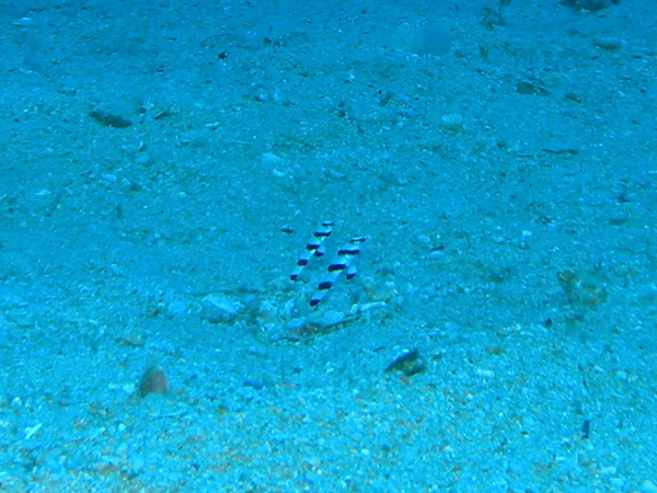 b0062363_17445713.jpg