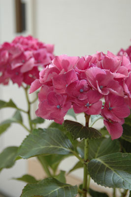 c0050264_15293475.jpg