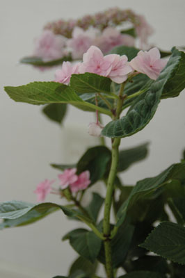 c0050264_15303899.jpg