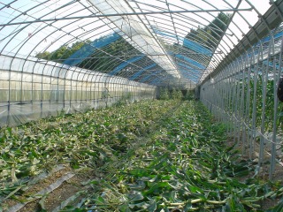 f0055264_2359832.jpg
