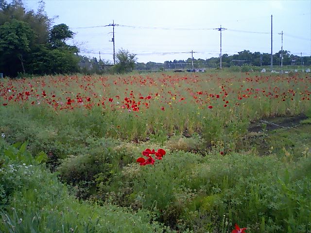 e0151566_20525652.jpg