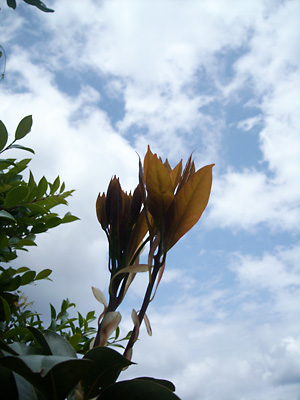 e0097770_12173267.jpg