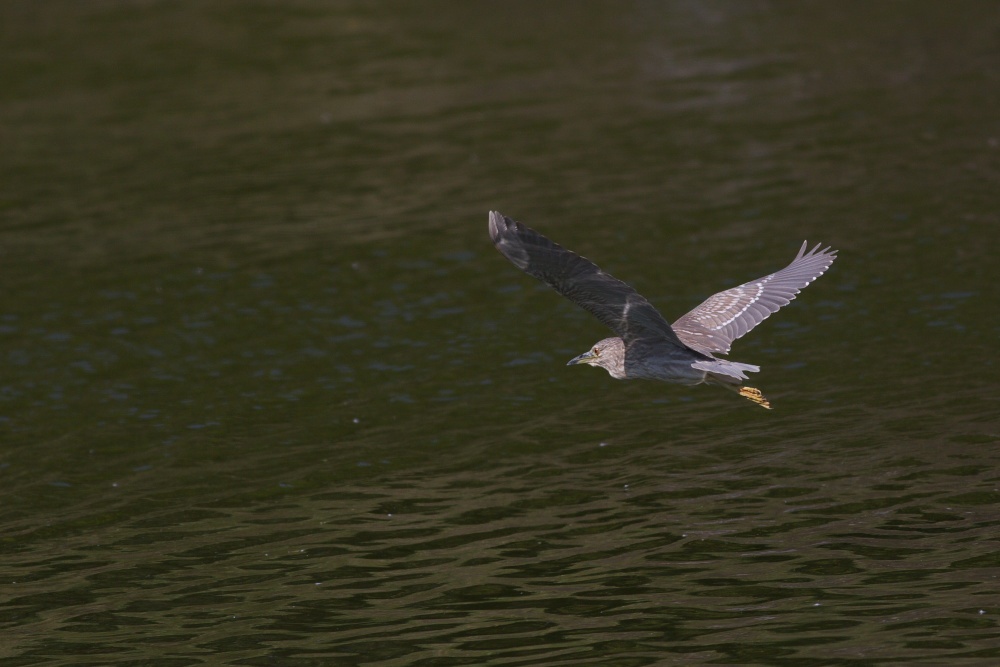 a0083081_16491295.jpg