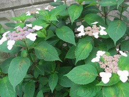 f0153383_1158182.jpg