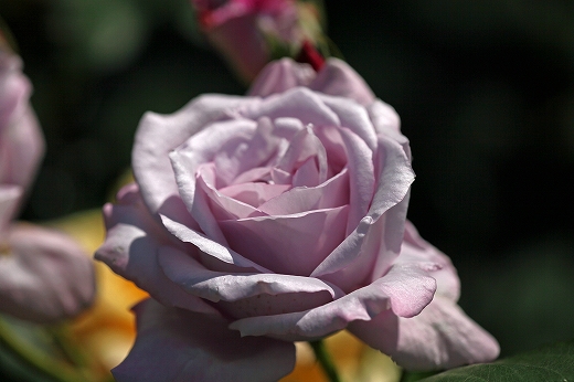 e0190885_1614780.jpg