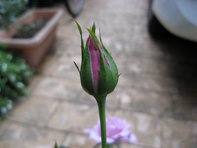 f0100289_234995.jpg