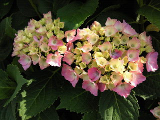 b0160300_21102076.jpg