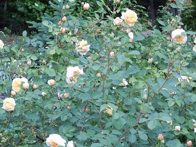 c0117007_21173632.jpg