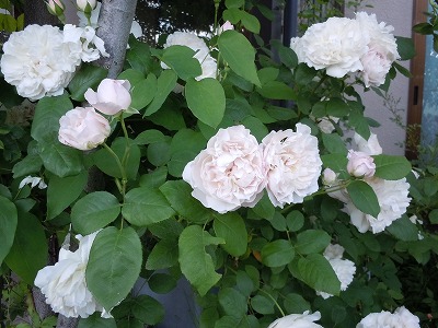 c0117007_212413.jpg