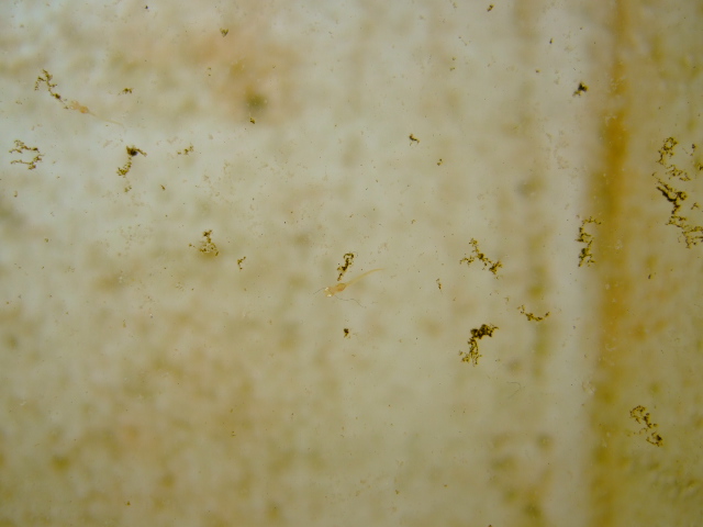 f0152308_16243245.jpg