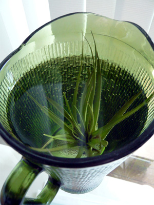 c0008209_1212740.jpg