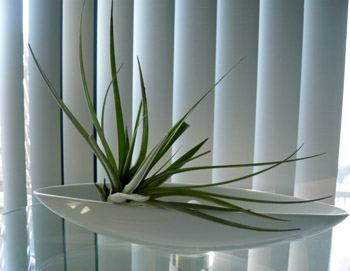 c0008209_1224361.jpg