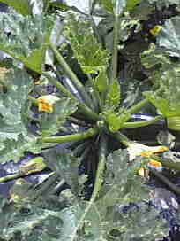 f0049813_1685369.jpg