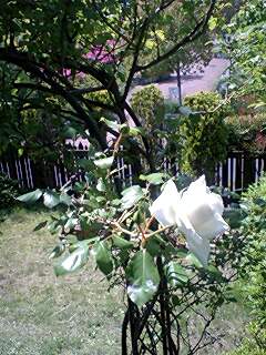 a0123425_0352690.jpg