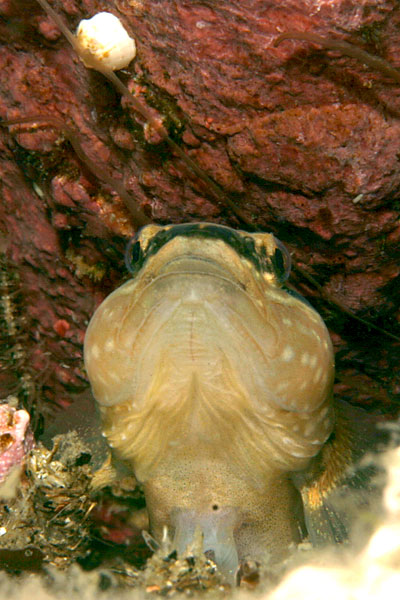 b0044726_9314980.jpg