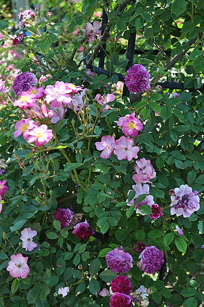 b0129533_9264685.jpg