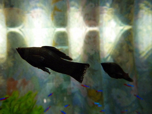 a0121134_8373413.jpg
