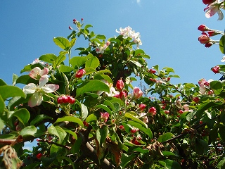 e0004756_20444433.jpg