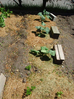 e0004756_20542158.jpg