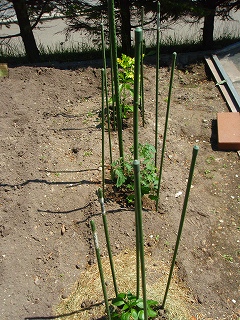 e0004756_20553548.jpg