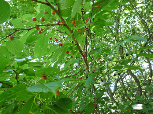 b0045357_1331765.jpg