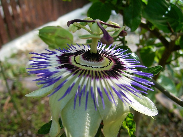 e0000968_20562037.jpg