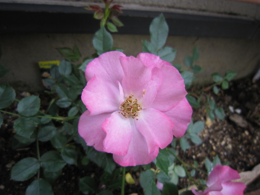 c0202870_13315261.jpg