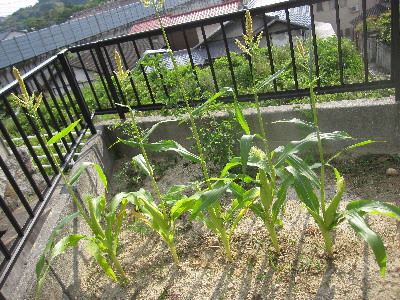 c0208974_2325758.jpg