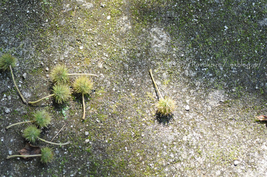 e0148083_2048040.jpg