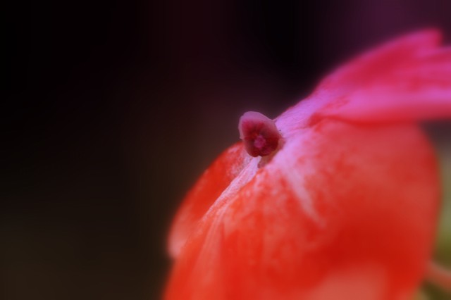 b0115085_1053880.jpg