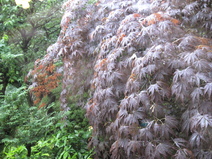 e0126094_1337169.jpg