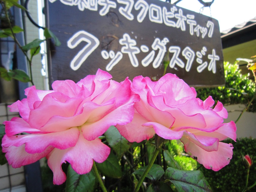 c0125702_1594279.jpg