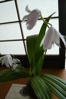 f0221708_1757552.jpg