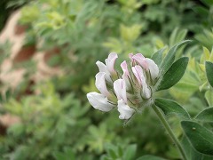 c0190010_2192791.jpg