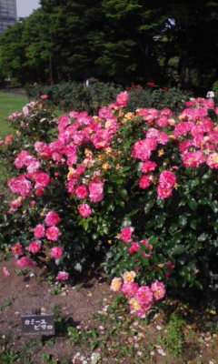 e0009714_9173946.jpg
