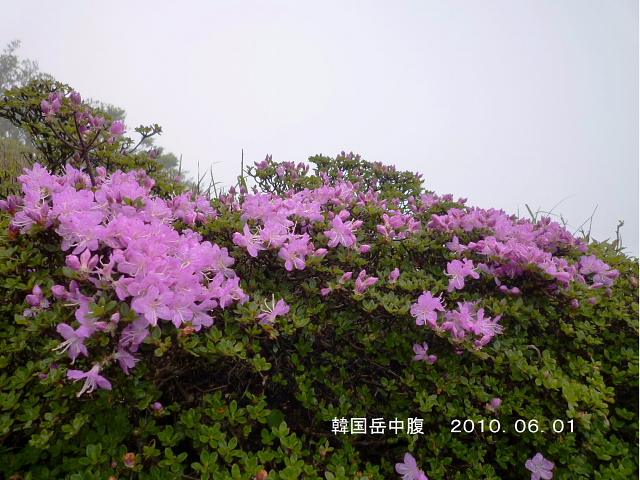 d0170615_5401682.jpg