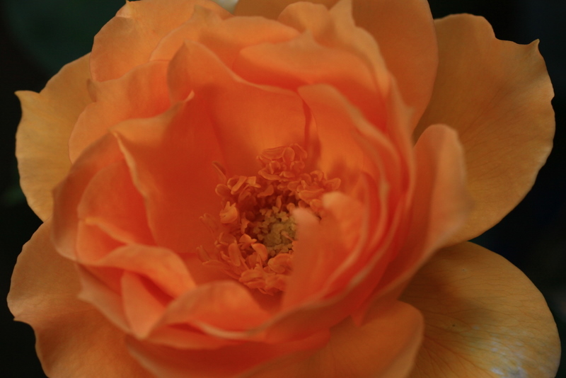 b0165522_6335224.jpg