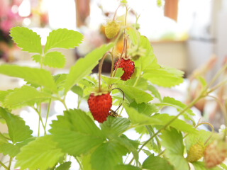 d0068023_19163995.jpg
