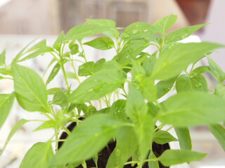 d0068023_19181024.jpg