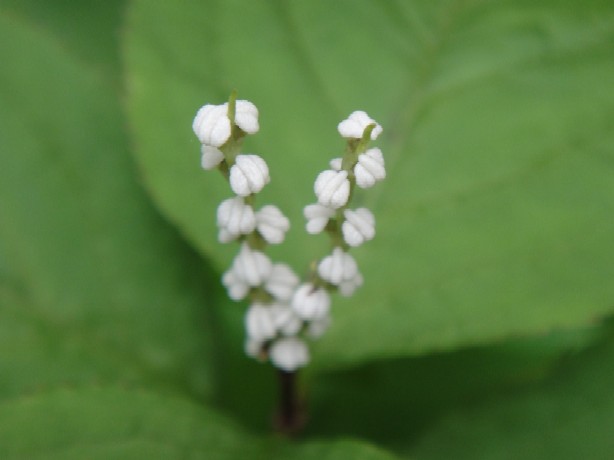 b0044825_12573768.jpg