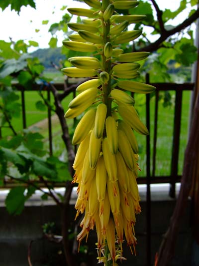 f0147025_2383195.jpg