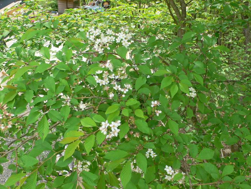 f0226226_835390.jpg