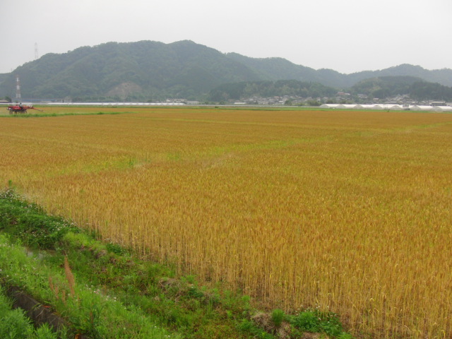 f0111128_226442.jpg