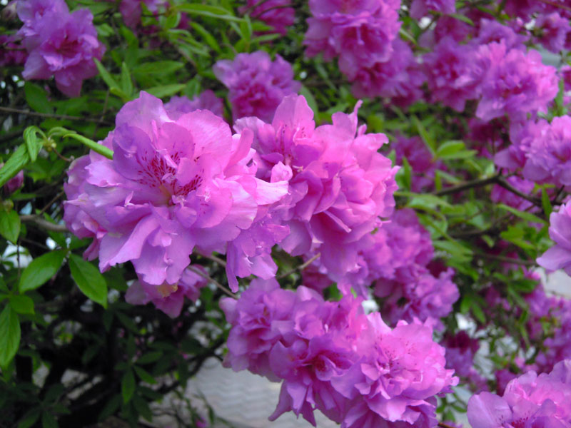 <b>登別温泉</b> 第一滝本館 ～たきもとブログ～ : 花*花 春を告げる花たち