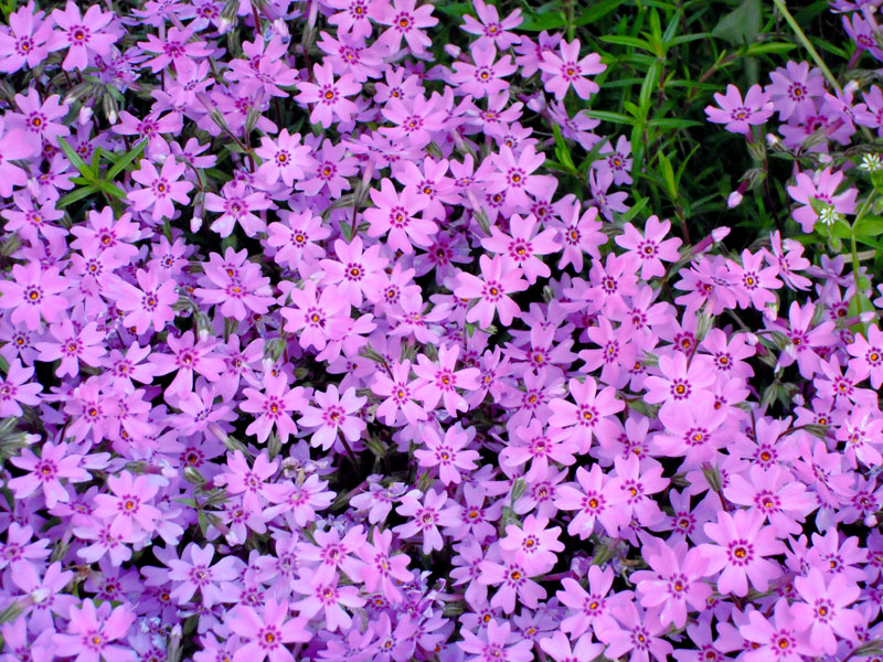 e0037129_1743551.jpg
