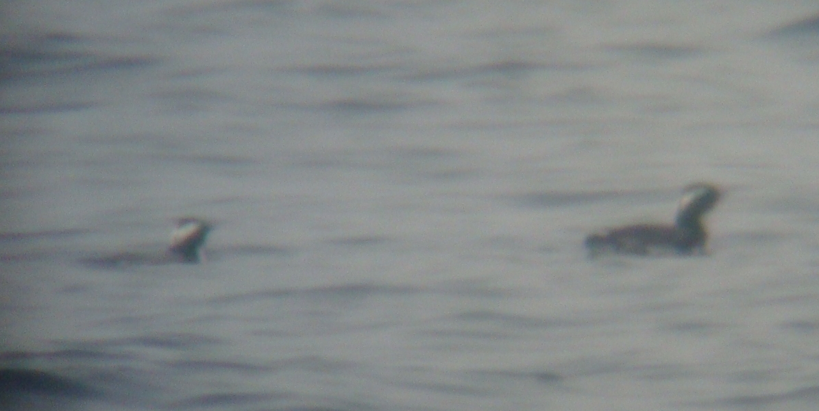 d0146038_1936441.jpg