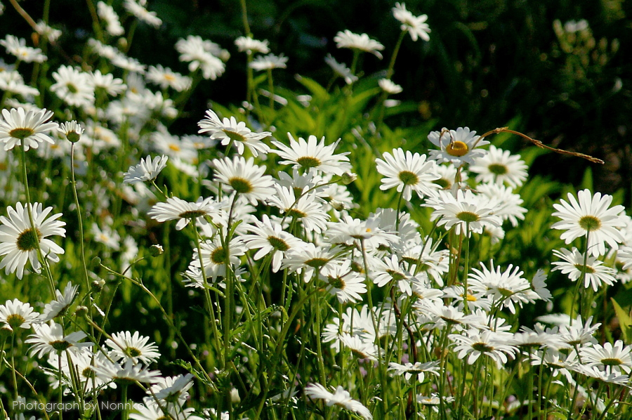 c0106977_2259150.jpg