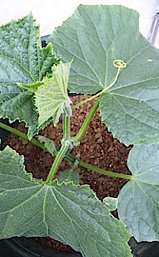 a0157278_20535098.jpg